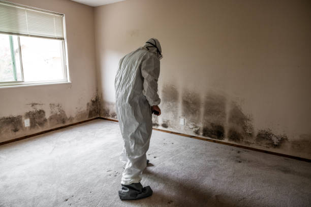 Mold Testing and Removal in Whiteriver, AZ