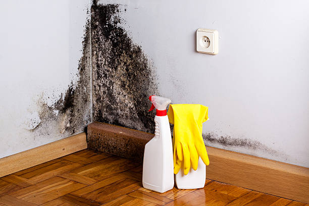 Best Home Mold Removal  in Whiteriver, AZ